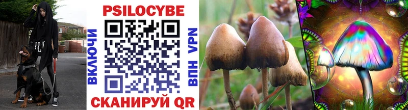 Галлюциногенные грибы Psilocybine cubensis  Заозёрный 